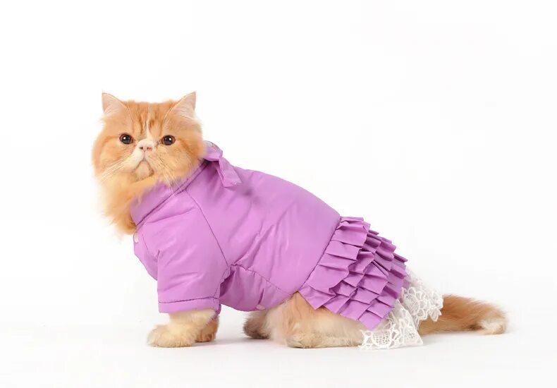 Кошечка с одеждой. Одежда для кошек. Комбинезон для кошки. Курточки для кошек. Одежда для кошек девочек.