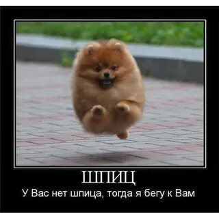 Купите ей собаку