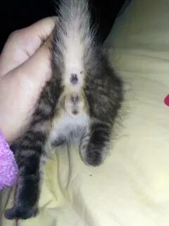 Кот или кошка фото 1 месяц