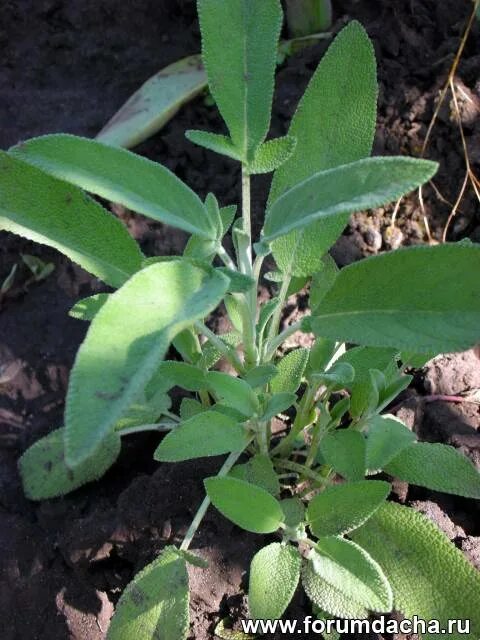 шалфей гавриш. гавриш шалфей овощной бриз. шалфей бриз. шалфей огородный. шалфей овощной целитель.