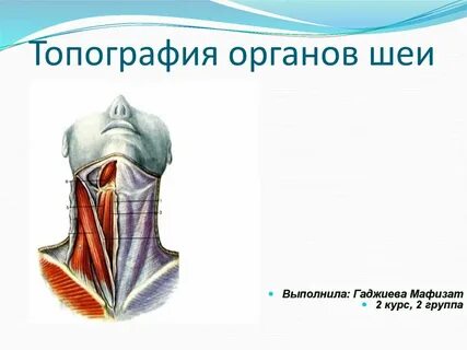 Органы шеи