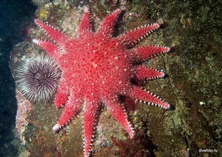 Морских ежей морских звезд