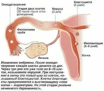 8 день после зачатия что происходит