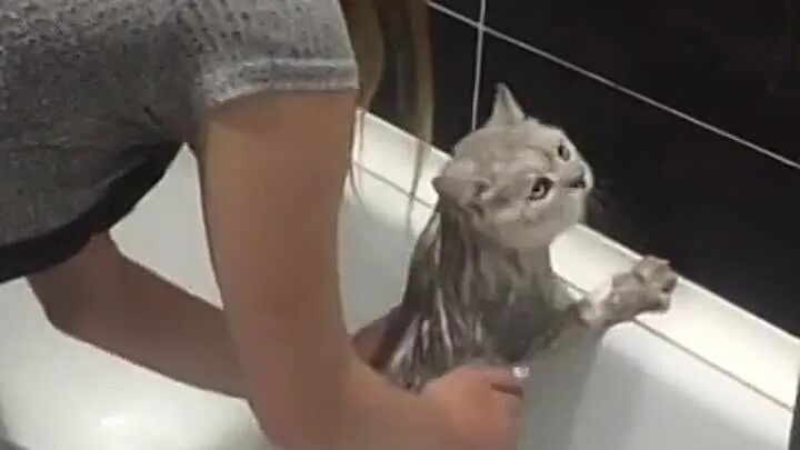 Кот нормально видео. Говорящий кот нормально. кот говорит нормально. говорящие коты нормально. говорящий кот в ванной.