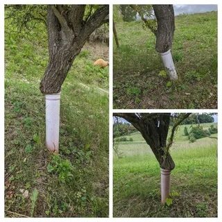 Такой зачет на деревьях не