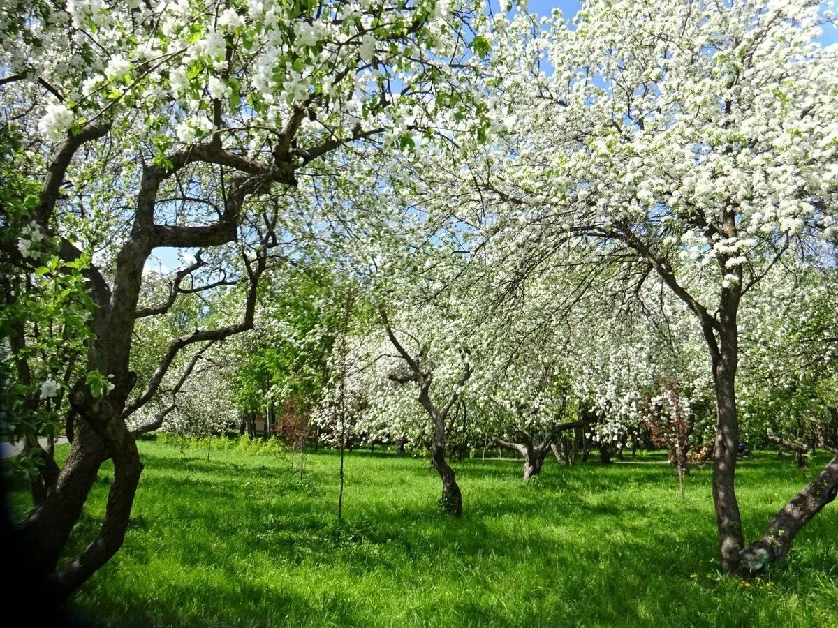 Яблоня во дворе. Ясная Поляна Яблоневый сад цветение. Яблоневый сад в Ботаническом саду. Ясная Поляна яблони. Цветущий Яблоневый сад весной.
