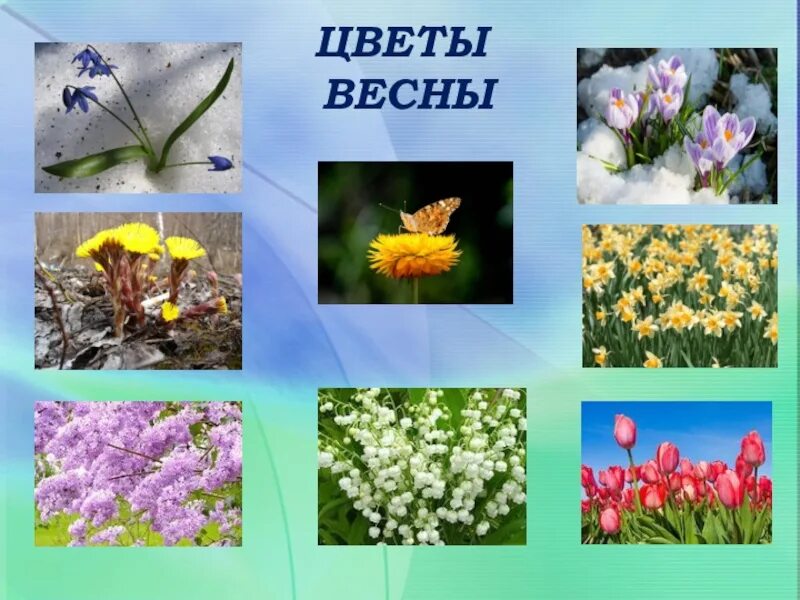 Растения летом 2 класс окружающий мир. Весна изменения в природе. растительный мир весной. сезонные изменения весна. сезонные цветы весной.