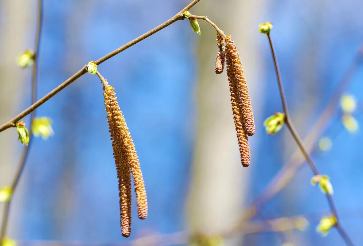Ольха приморский край. Сосна на вершине сигнальной горы йеллоустоун. Под горой стоит ольха. Ольха дерево на берегу. Alnus glutinosa.