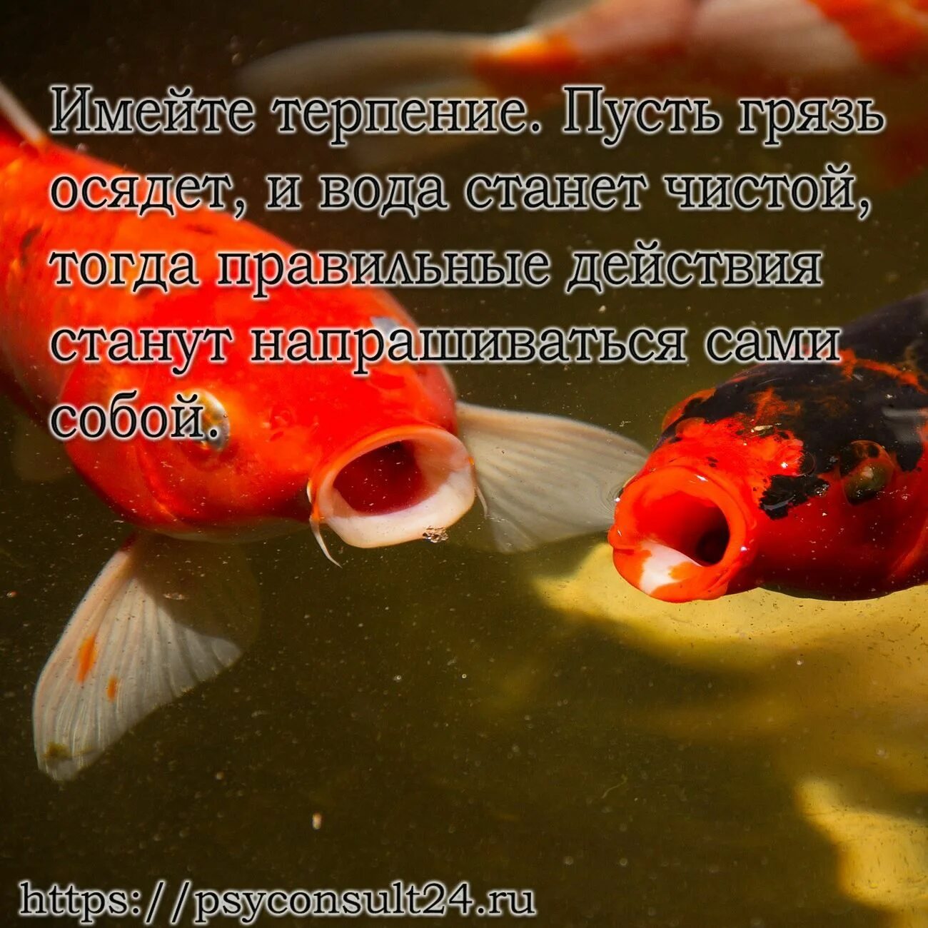 Имейте терпение пусть грязь осядет. Имей терпение пусть грязь осядет. Имейте терпение пусть грязь осядет и вода станет. Рыбка у психолога. Терпеливый имеет