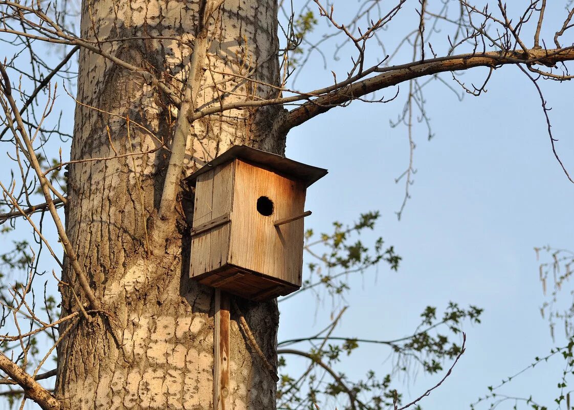 скворец перелетная птица. старинный скворечник. старый скворец. скворец в скворечнике. старинный скворечник.