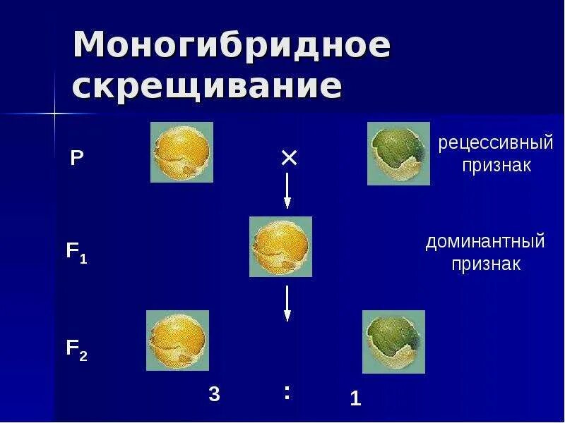 Моногибридное скрещивание. Моногибридное скрещивание это в биологии. Моногибридное скрещивание рецессивный признак. Моногибридное скрещивание таблица.