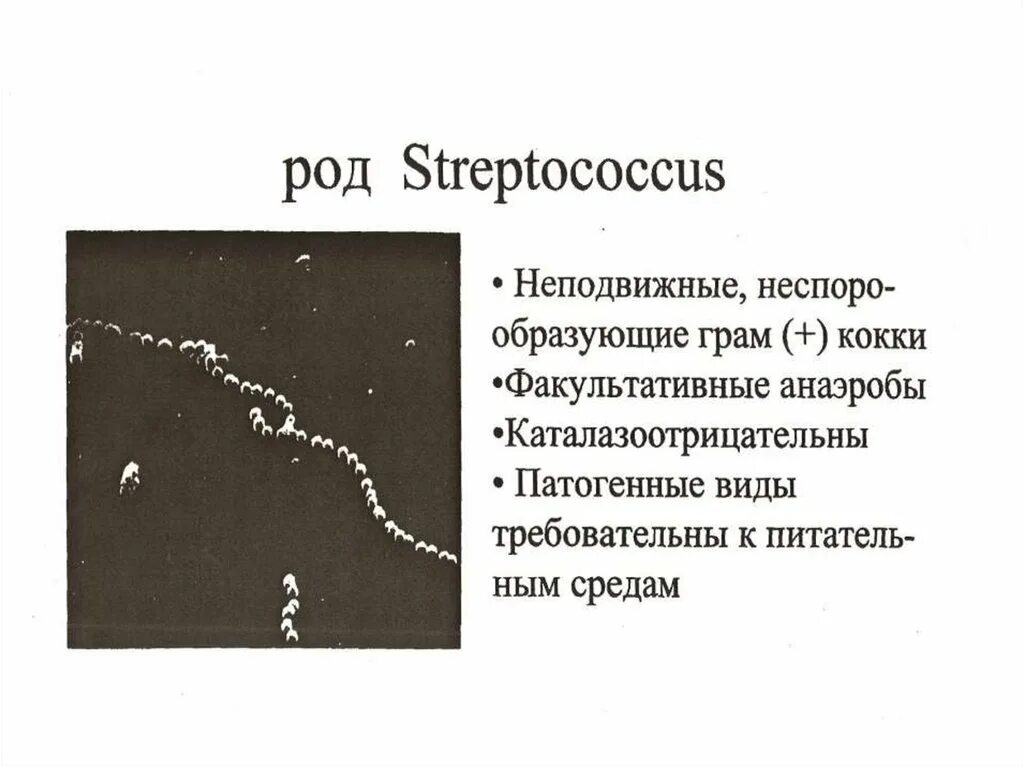 Стрептококки представители. Стрептококки морфология и тинкториальные свойства. Стрептококки тинкториальные свойства. Стрептококки морфология.