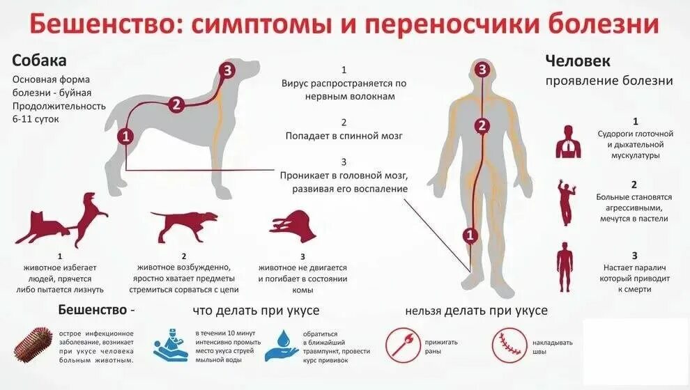 бешенство профилактика у людей при укусе. бешенство у собак симптомы инкубационный период. бешенство ветеринария. опасно ли заражение. лептоспироз путь инфицирования.