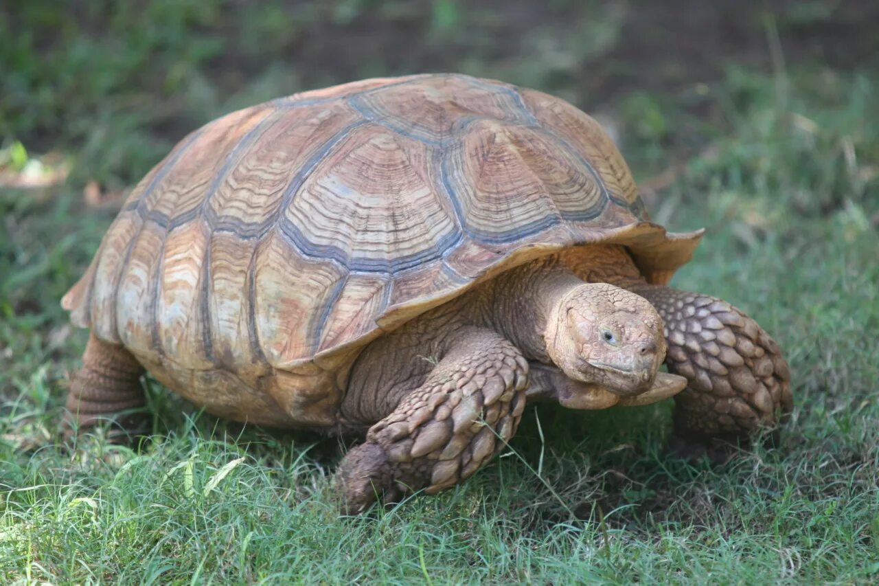 He has many tortoises in