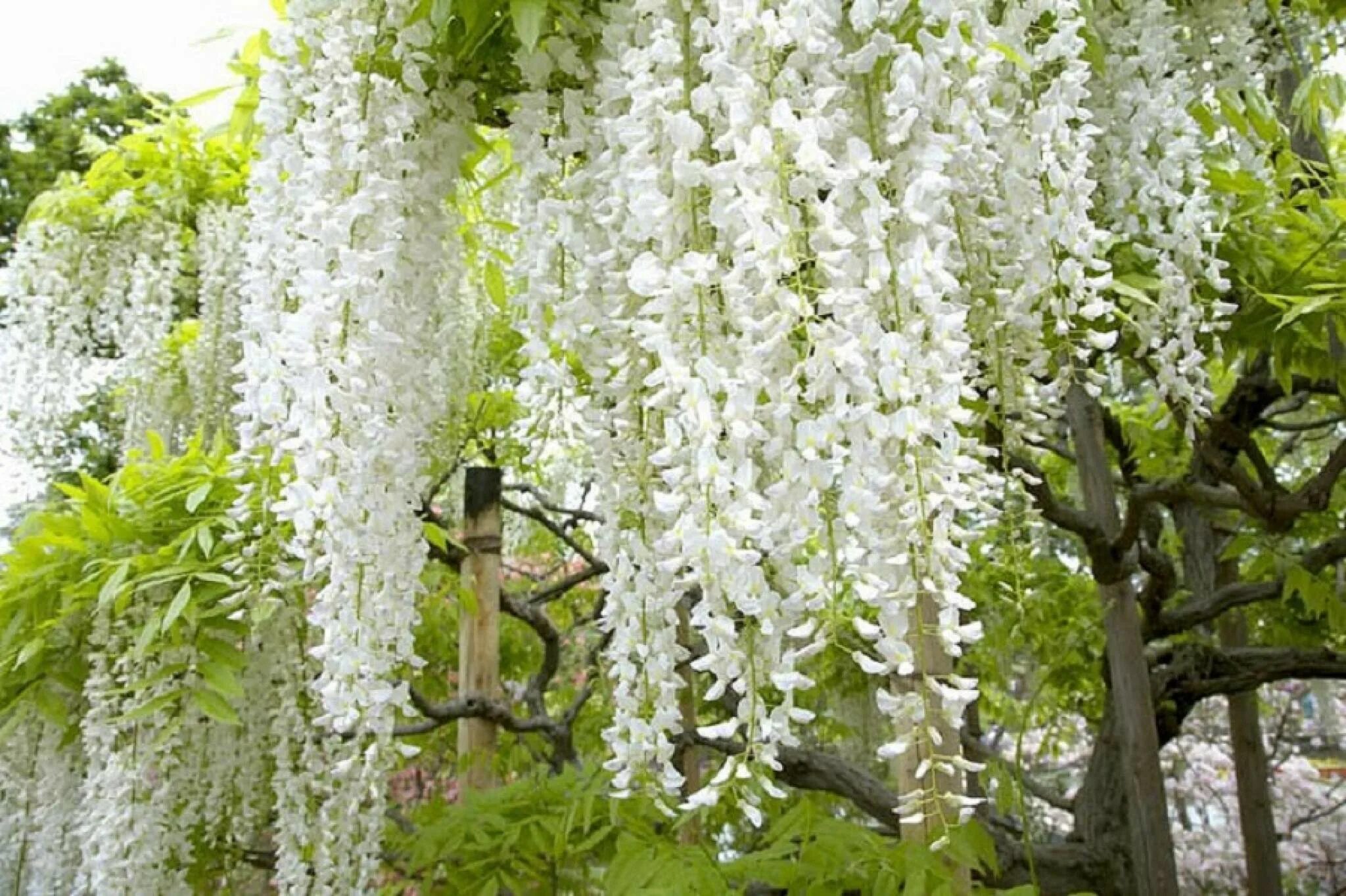 Глициния Wisteria sinensis. Глициния белая