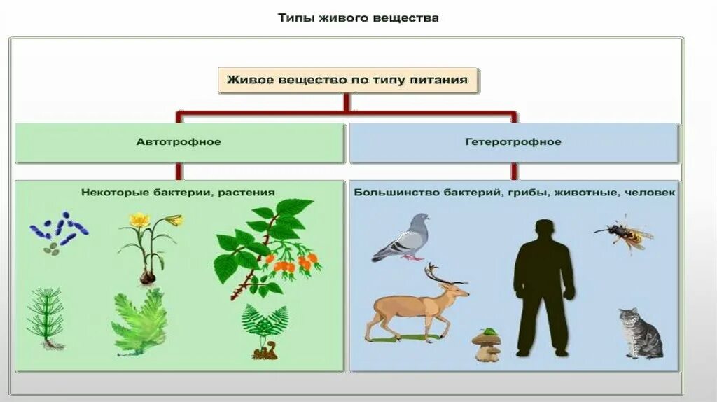 Живое вещество. Роль живого вещества в биосфере. Свойства живого вещества в биосфере. Формирование живого вещества биосферы. Важнейшая составная часть живого организма