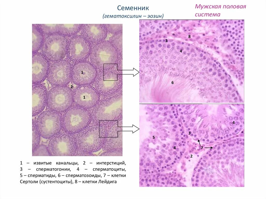 Тип строения гистология. Семенник гистология препарат. семенник крысы гистология препарат. семенник крысы окраска гематоксилин эозин. семенник человека гистология препарат.