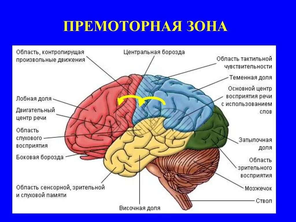 Основные доли коры больших полушарий. Премоторные отделы головного мозга. Премоторные и префронтальные отделы коры головного мозга.
