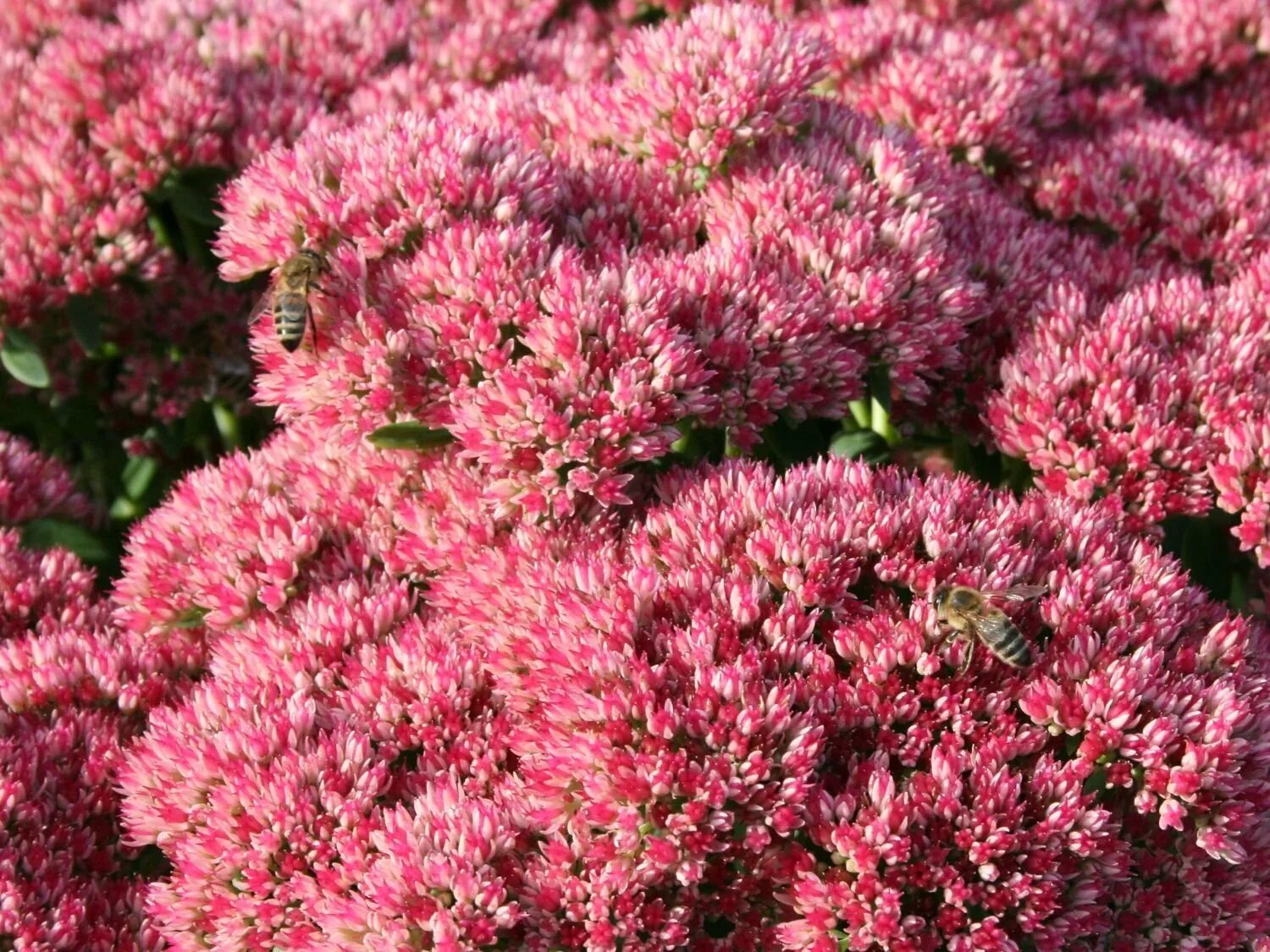 Очиток телефиум (sedum telephium `munstead dark red`). Очиток телефиум herbstfreude. Седум телефиум. Седум телефиум. Седум телефиум.