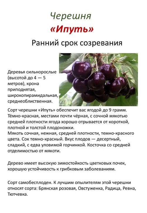 Вишня молодежная описание фото отзывы морозостойкость. Вишня сорт Ипуть. Черешня Ипуть описание сорта. Черешня Ипуть Морозостойкость. Ипуть черешня описание.