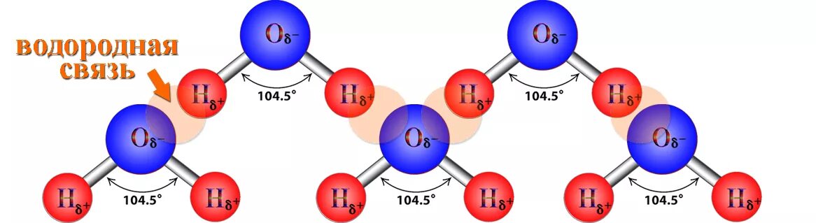 Водородная химическая связь воды. Водородная химическая связь между молекулами воды. Водородные связи в молекуле воды. Химическая связь в молекуле воды.