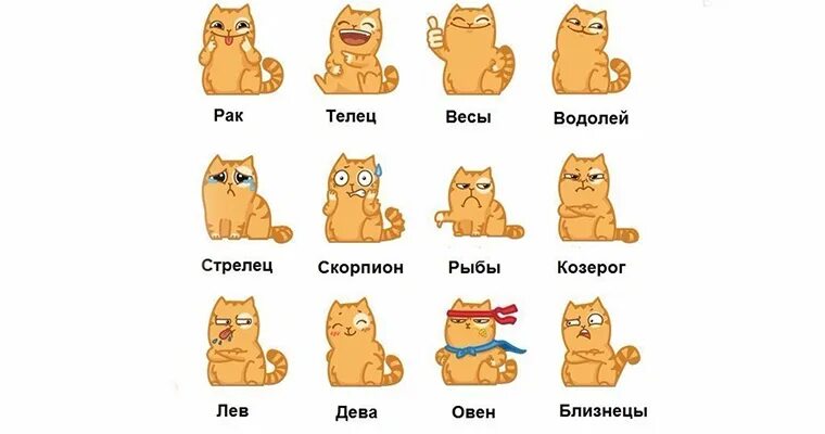 Тест какое ты животное в квадробике. Животные по знаку зодиака. коты по знаку зодиака. какое ты животное по знаку зодиака. знаки зодиака котики.