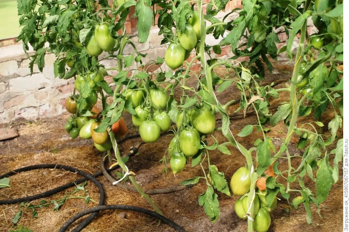 Томат бочонок. Томат сладкий бочонок аэлита. Томат бочонок f1. Томат бочонок описание. Томат бочонок f1.