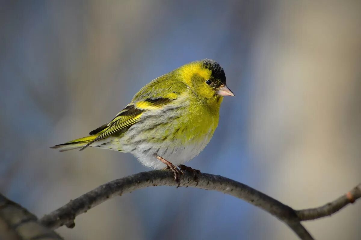 чиж самка. чижи живут в лесу. лесная птица чиж. чиж крымский. чижи живут в лесу.
