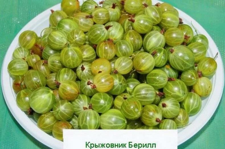 Купить Крыжовник "Берилл" / Ribes uva-crispa 'Berill' с доставкой в Подмосковье,