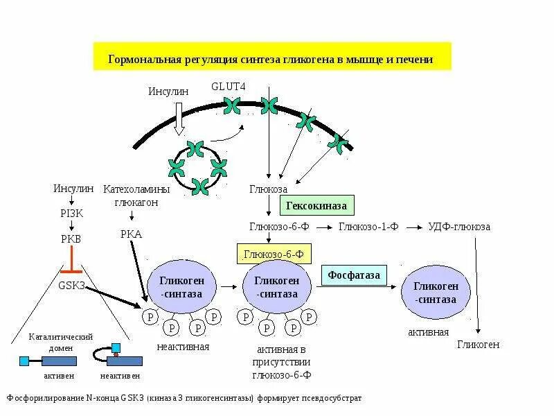 Схема регуляции обмена гликогена инсулином. Регуляция инсулином метаболизма углеводов. Механизм действия инсулина биохимия схема. Регуляция синтеза гликогена схема.