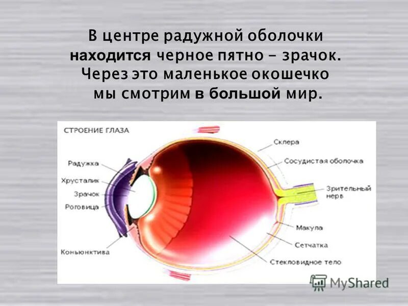Анатомия оптического аппарата глаза - внутриглазная жидкость. В какой оболочке находится зрачок. Строение глаза вид спереди. В какой оболочке находится зрачок. Строение глаза радужка оболочка.