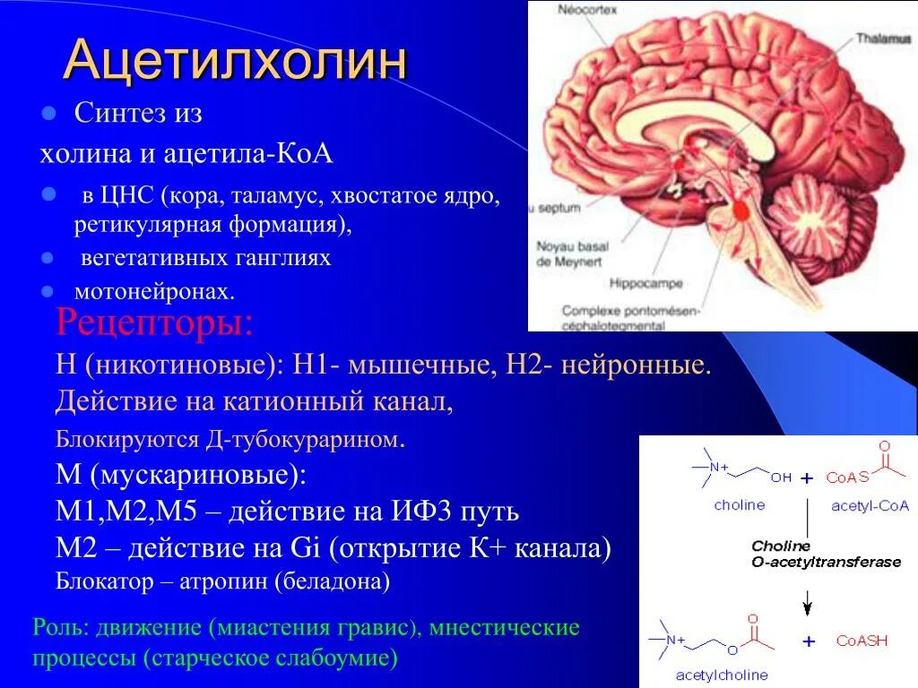 Ацетилхолин в нервной системе. Ацетилхолин в ЦНС действие. Функция гормона ацетилхолина. Ацетилхолиновая система головного мозга.