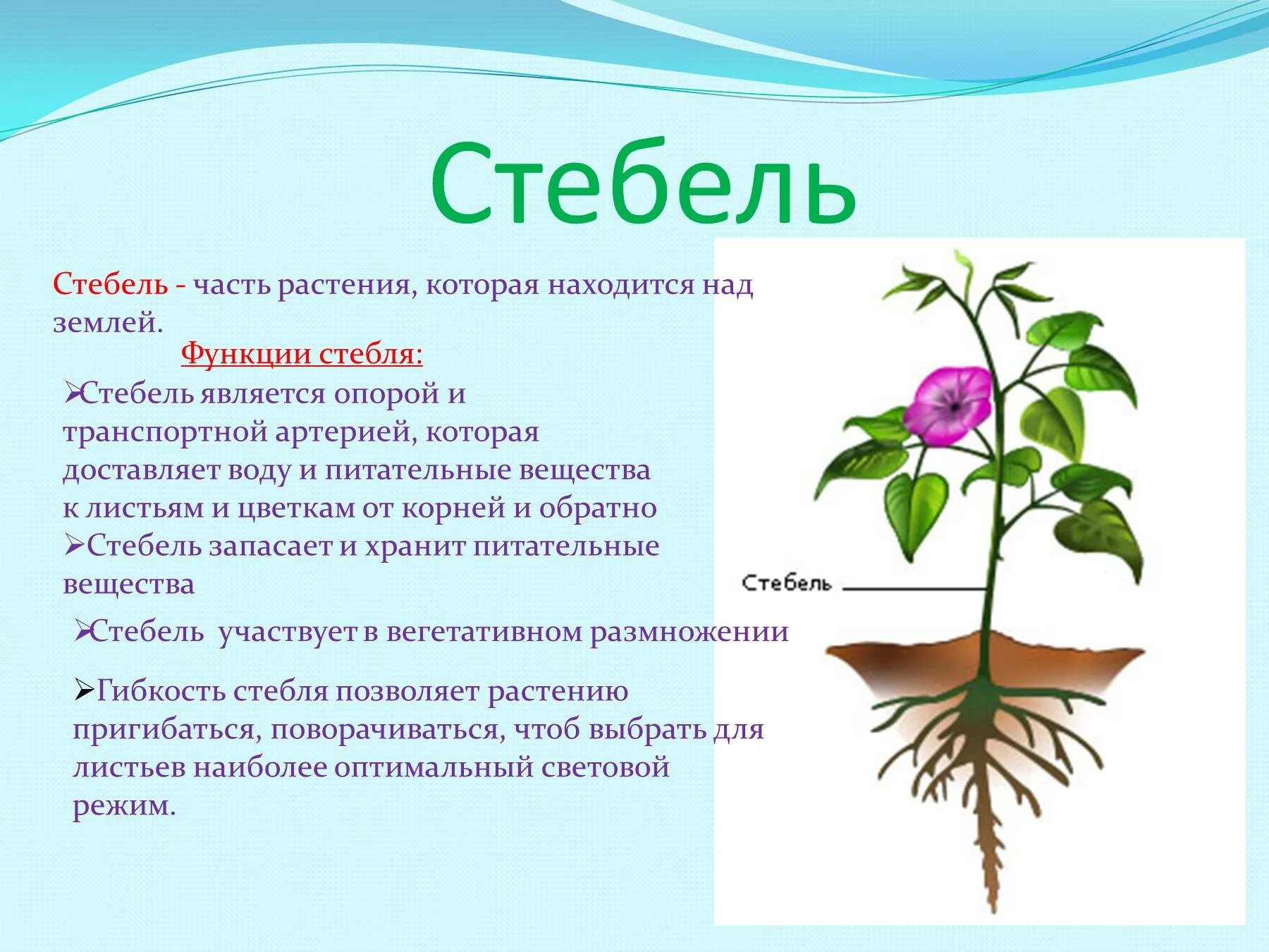 Цветок функции кратко. Стебель растения. Стебель это в биологии. Части стебля растения. Функции частей растений.