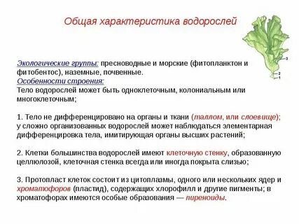 Общая характеристика низших растений 7 класс биология
