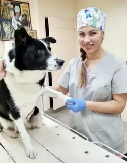 Зарабатывают ветеринары