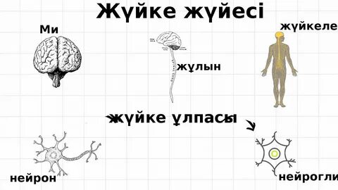 Шмитц жартылай тіркеме пневматикалық жүйесінің диаграммасы