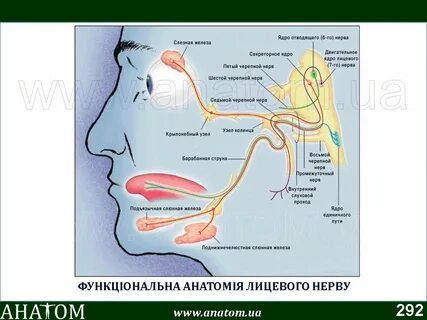 6 нерв