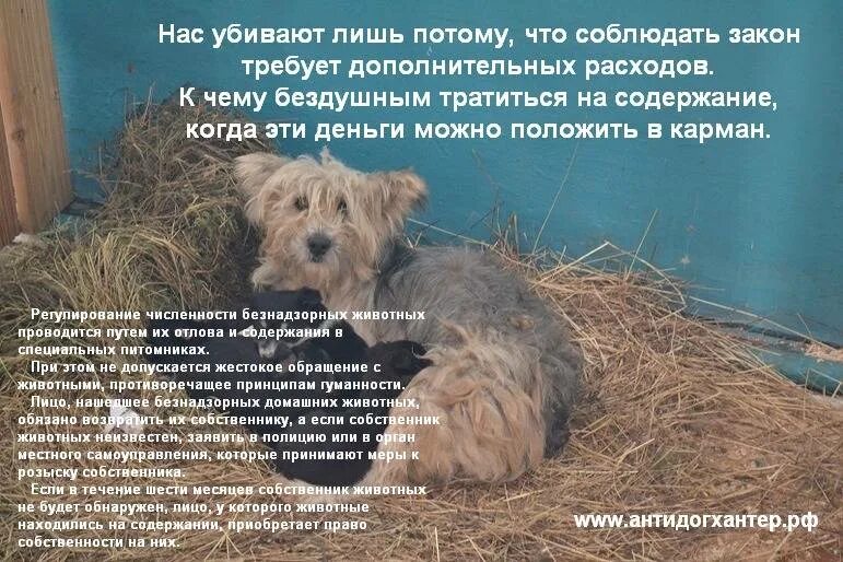 Правила содержания собак дома. Содержание домашних животных. закон об обращении с животными. правила выгула домашних животных. правила отлова животных.