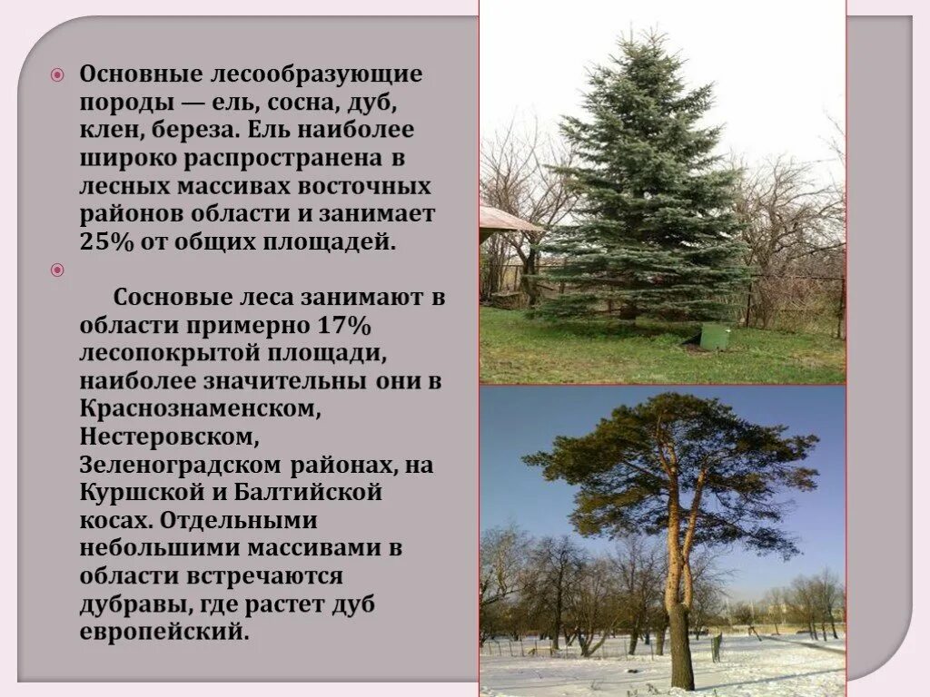 Растительный мир Калининградской области. Растительный и животный мир Калининградской области. Основные лесообразующие породы хвойных лесов. Основные лесообразующие породы
