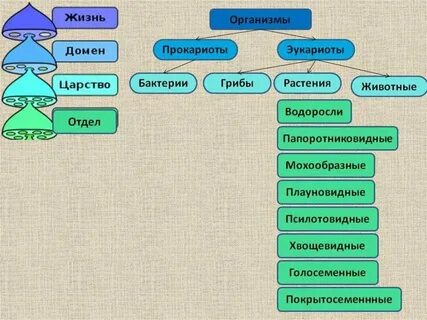 Систематика растений тест 7 класс с ответами