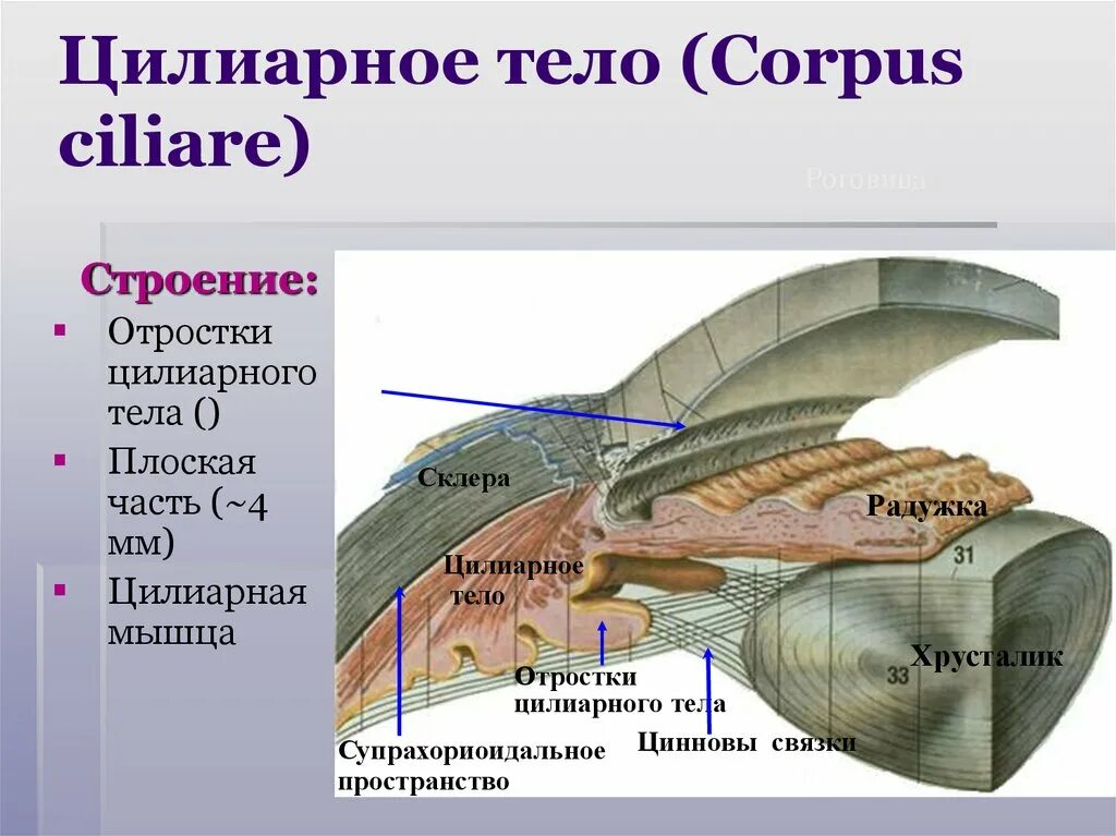 Функция ресничной мышцы