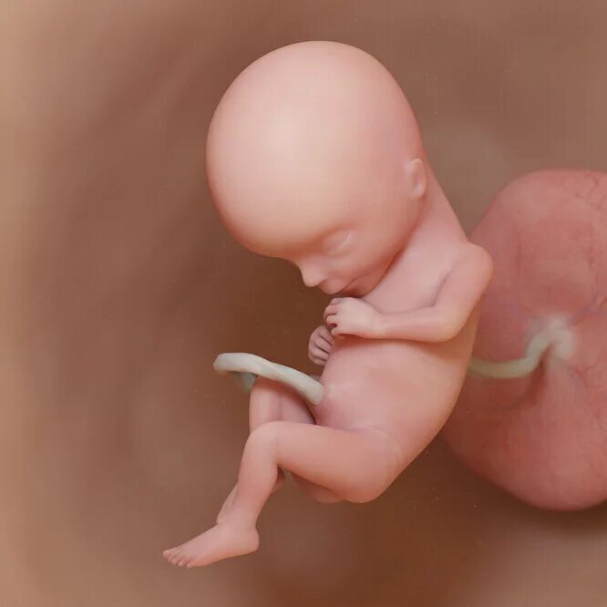Эмбрион человека 14 недель. Эмбрион человека 15 недель. Роды 15 недель