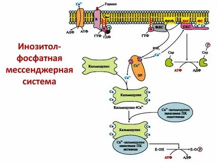 Эпс синтез атф