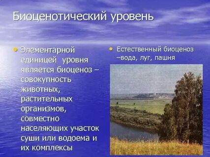 Биоценоз уровень организации жизни