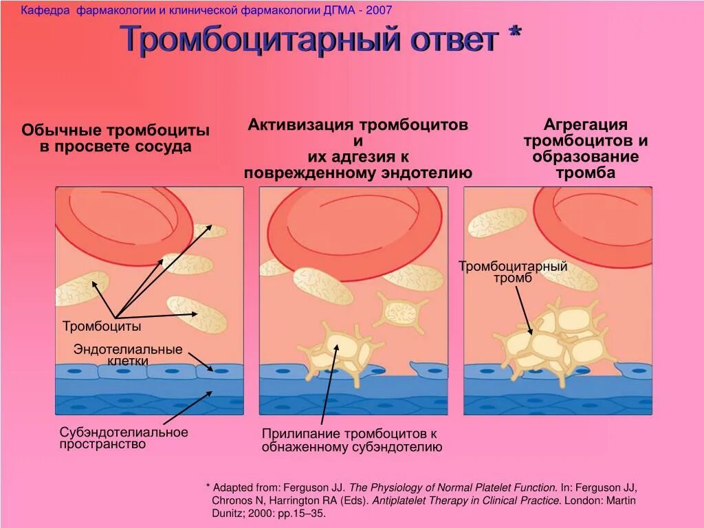 Механизм образования тромба. Механизм тромбообразования. Механизм тромбооброзование. Тромбоцитарный ответ. Механизм тромбоза