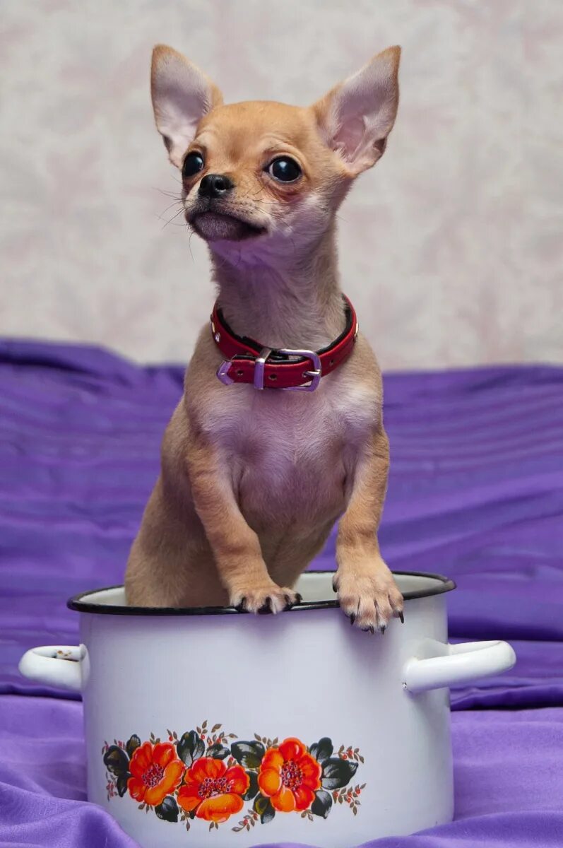 Чихуахуа рыжий гладкошерстный. Чихуахуа купить в омске. Суперминики чихуахуа. Чихуахуа в самолете. Завести чихуахуа.