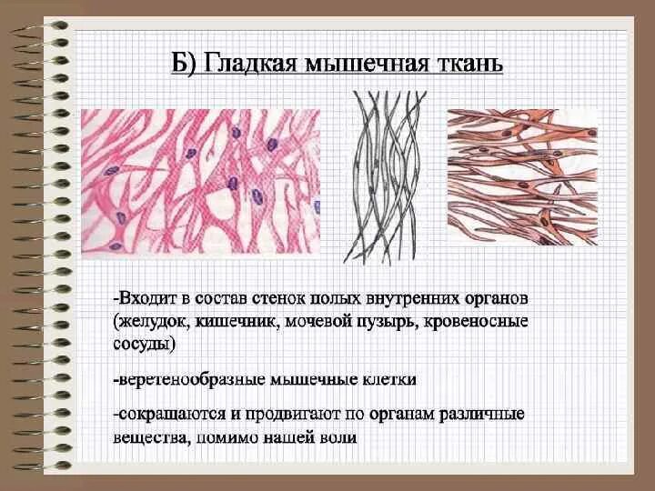 Расположение клеток гладкой мышечной К какой ткани относятся мышцы