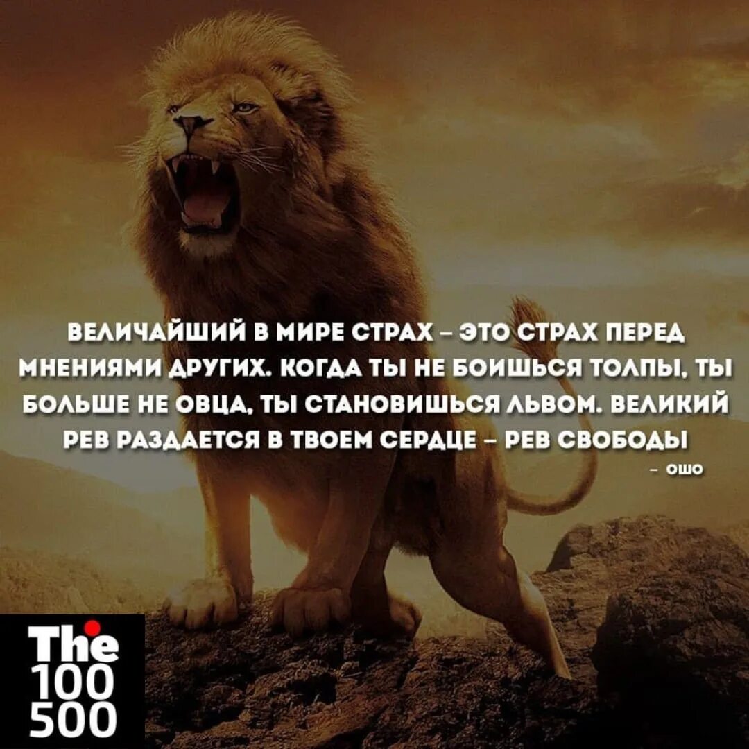 Будь сильным как лев. Цитаты про страх. Лев цитаты. Высказывания про Льва. Фразы про Льва.