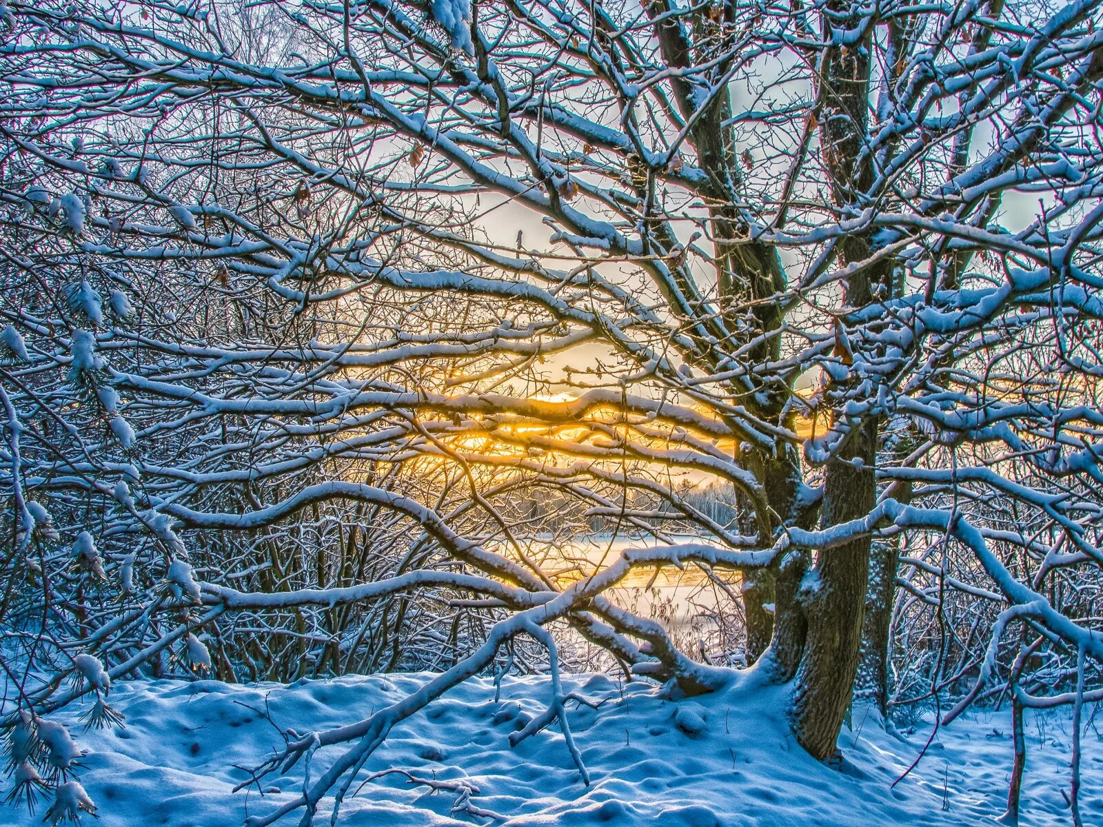 Небылица зима на деревьях. Зимнее дерево. Иней на деревьях. Изображения зимней природы. Деревья зимой картинки.