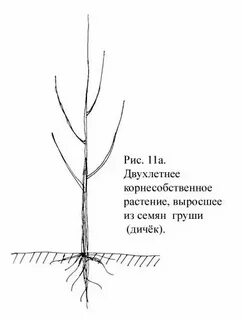 Как выбрать саженец груши